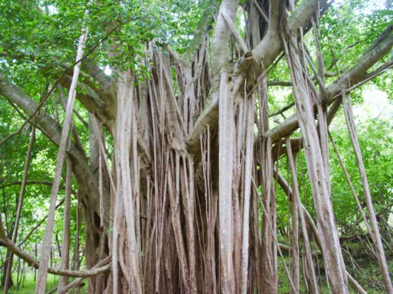hawbanyan.jpg