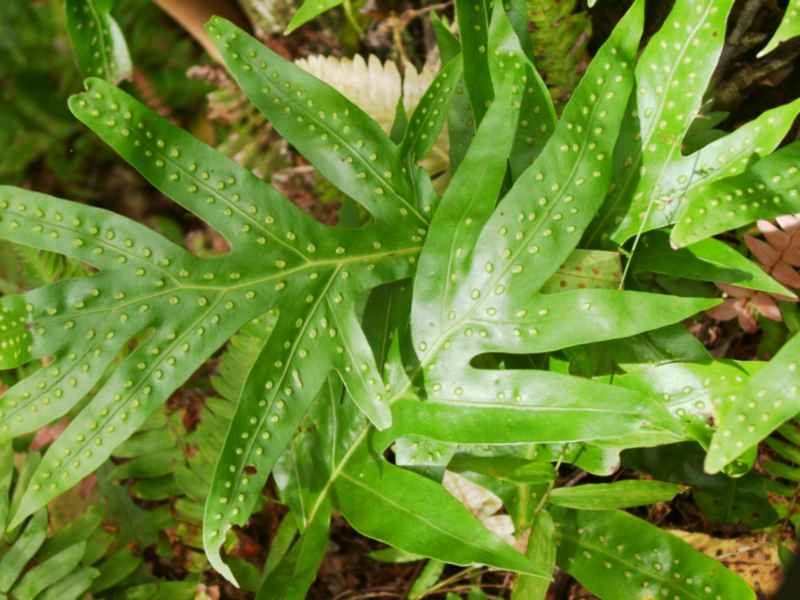 hawbumpyleaf.jpg