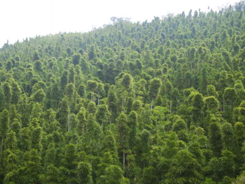 hawqtiptrees.jpg