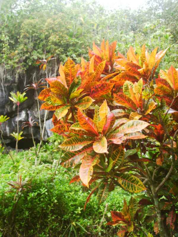 hawredleaves.jpg